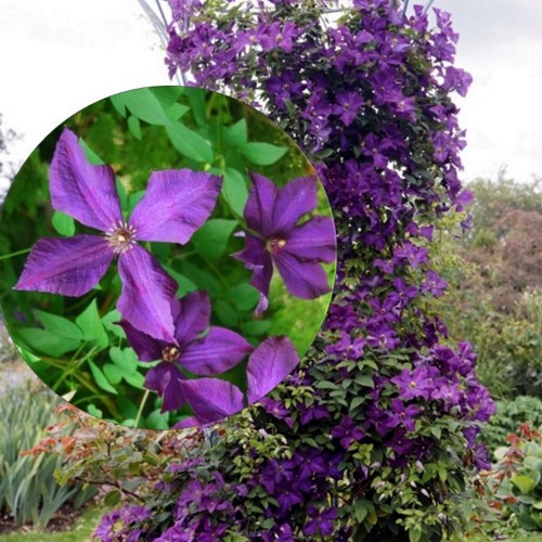 Clematis viticella - Sinine elulõng